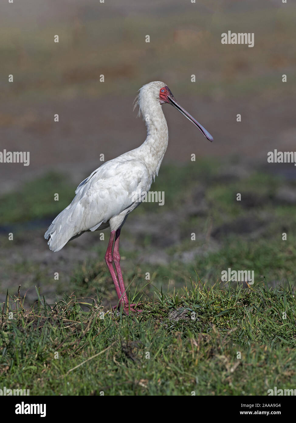 Spatule d'Afrique debout Banque D'Images