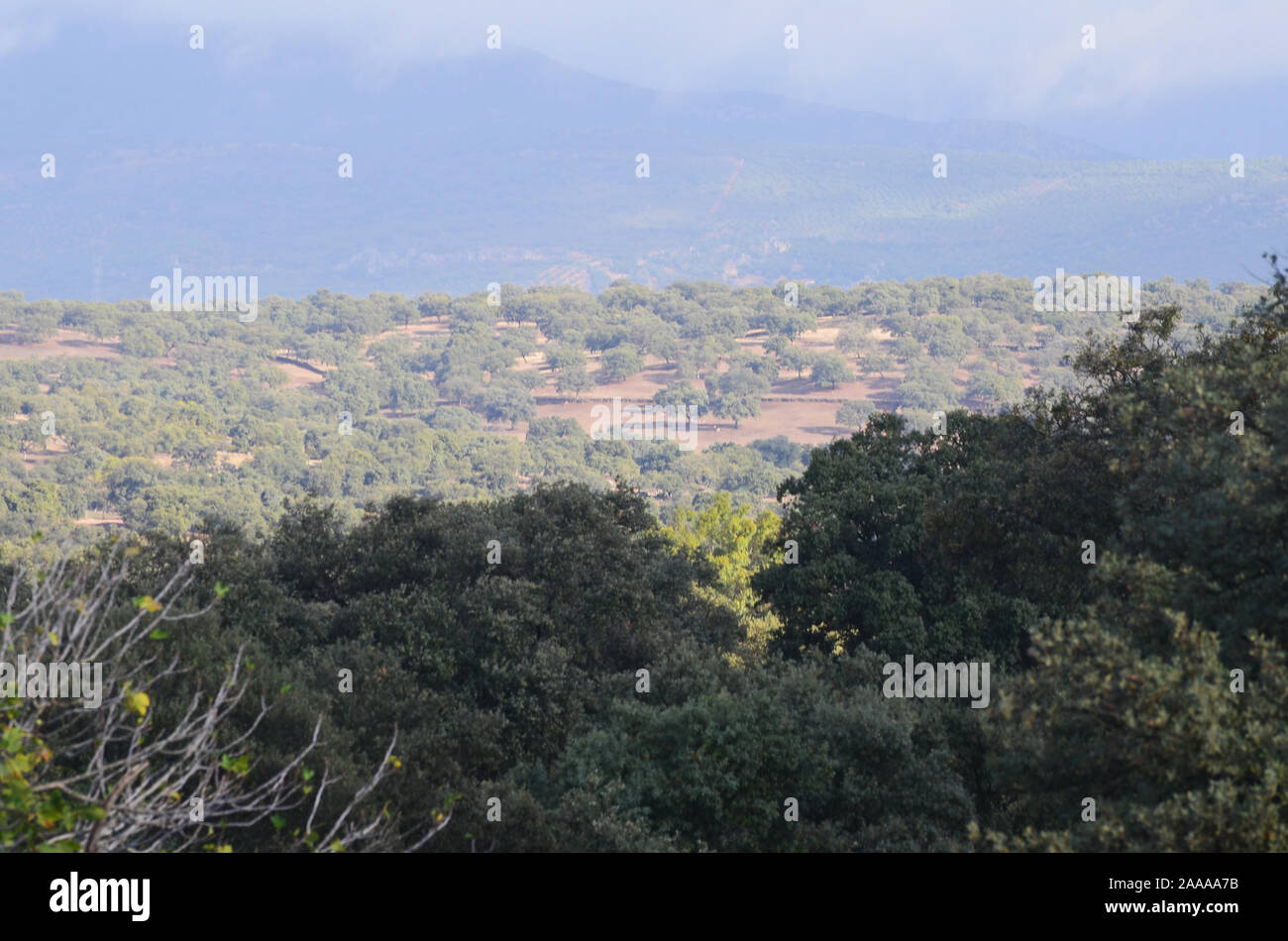 Forêt de chênes ouvert (dehesas) à Azuel, Sierra Morena (Andalousie, Sud de l'Espagne) Banque D'Images