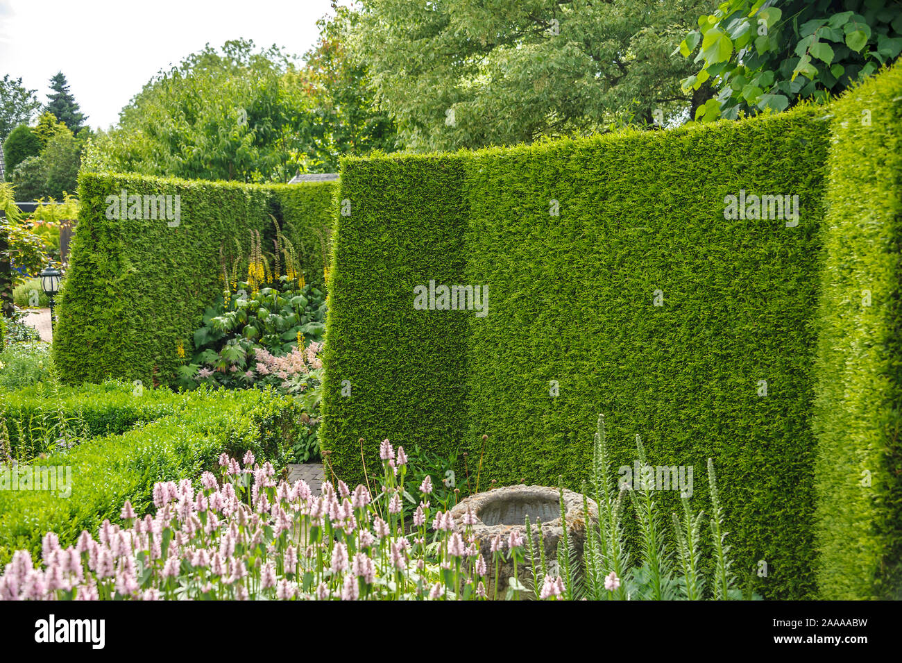 Tuja Hecke Thuja 2019 12 20