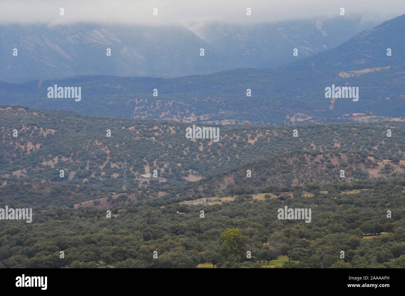 Forêt de chênes ouvert (dehesas) à Azuel, Sierra Morena (Andalousie, Sud de l'Espagne) Banque D'Images