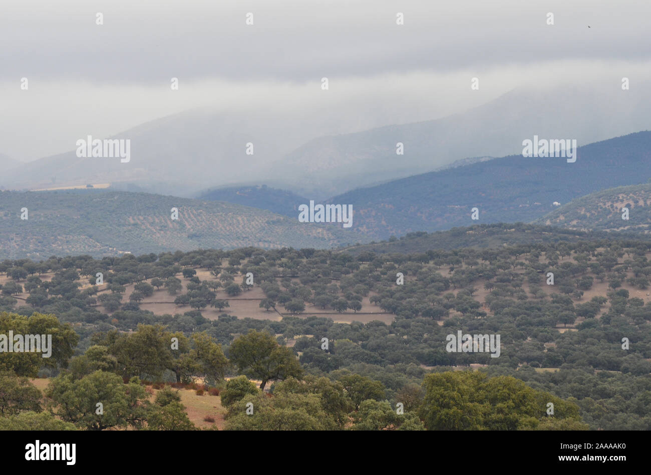 Forêt de chênes ouvert (dehesas) à Azuel, Sierra Morena (Andalousie, Sud de l'Espagne) Banque D'Images