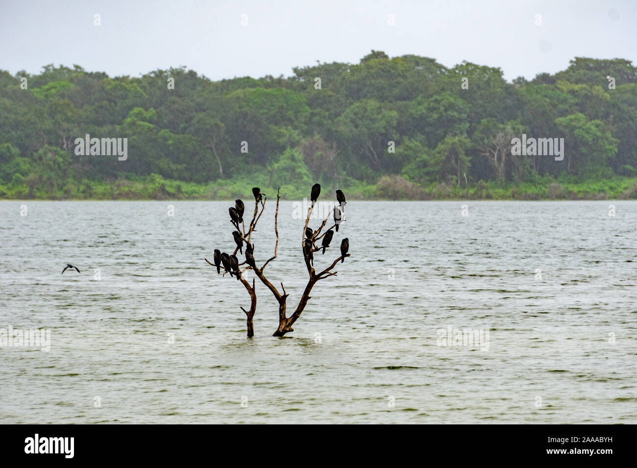 Arbre creux avec aigrettes dans le Parc National de Wilpattu Sri Lanka au cours de la pluie. Banque D'Images