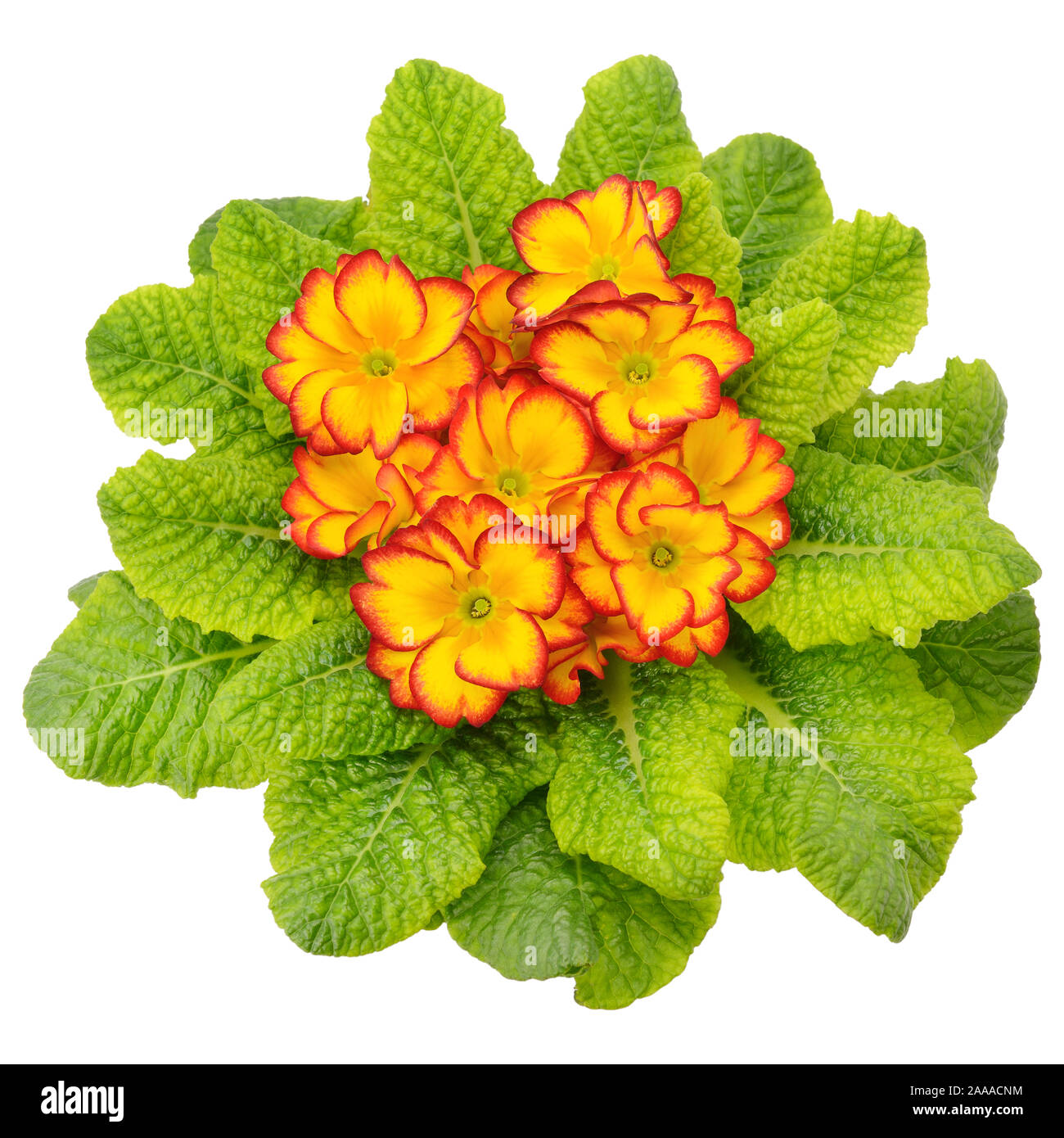 Primula avec fleurs isolé sur fond blanc Banque D'Images