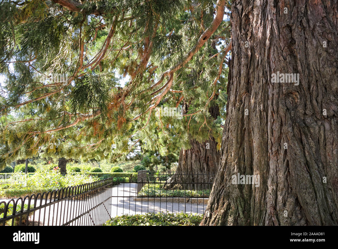 Dans le cadre de branches du géant Sequoiadendron dans Parc Massandra Banque D'Images