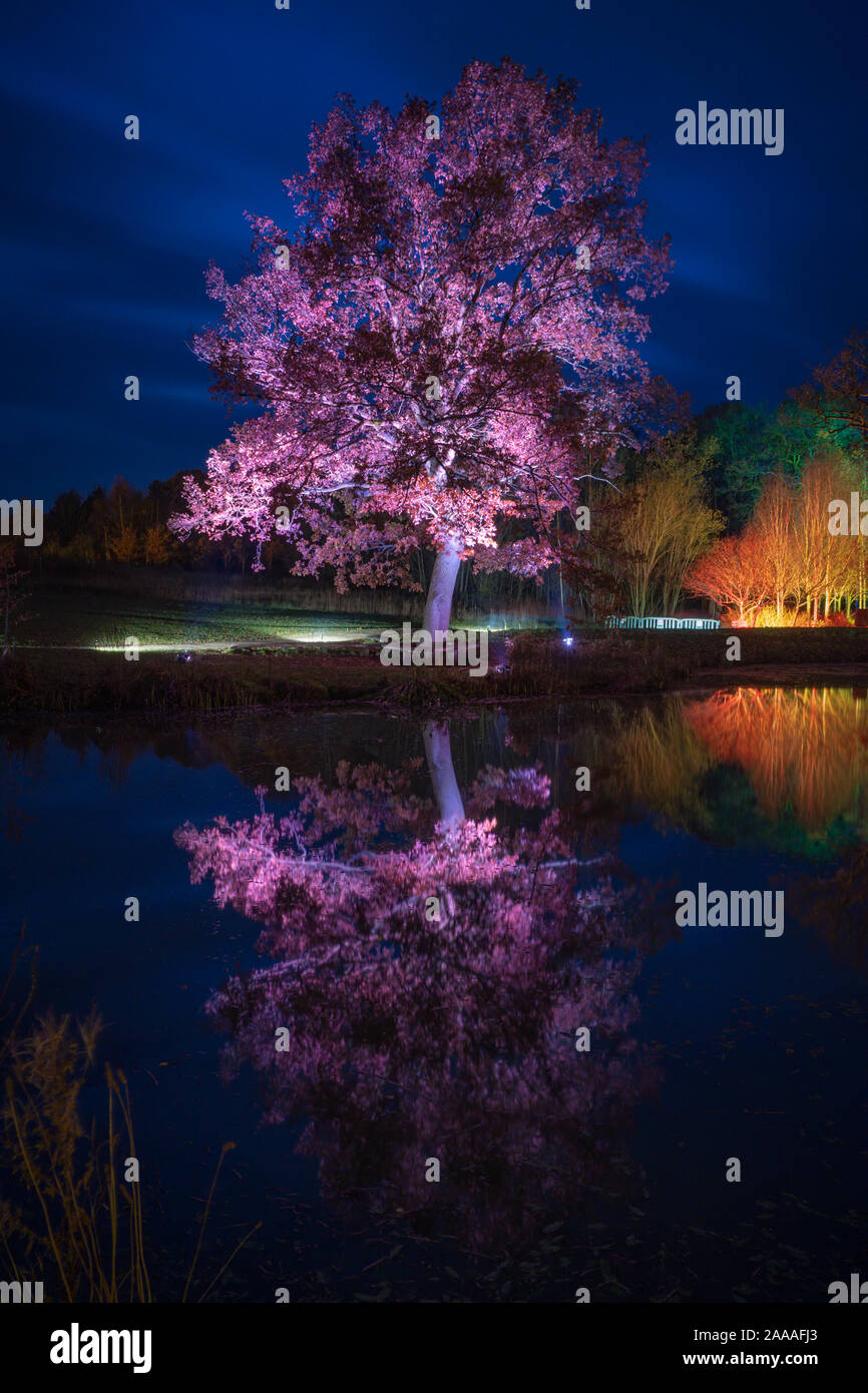 News : RHS Gardens Glow Harlow Carr 2019 Événement, Harrogate, Royaume-Uni. 20 novembre, 2019. Nuit du Sentier lumineux aperçu autour du jardin, les faits saillants, Harrogate, North Yorkshire, UK. Événement ouvre au public le 21 novembre 2019. Credit : pris la photographie lumière/Alamy Live News. Banque D'Images