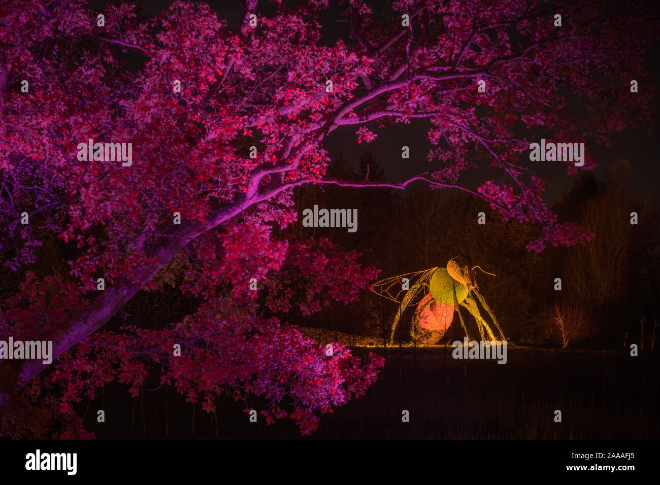 News : RHS Gardens Glow Harlow Carr 2019 Événement, Harrogate, Royaume-Uni. 20 novembre, 2019. Nuit du Sentier lumineux aperçu autour du jardin, les faits saillants, Harrogate, North Yorkshire, UK. Événement ouvre au public le 21 novembre 2019. Credit : pris la photographie lumière/Alamy Live News. Banque D'Images