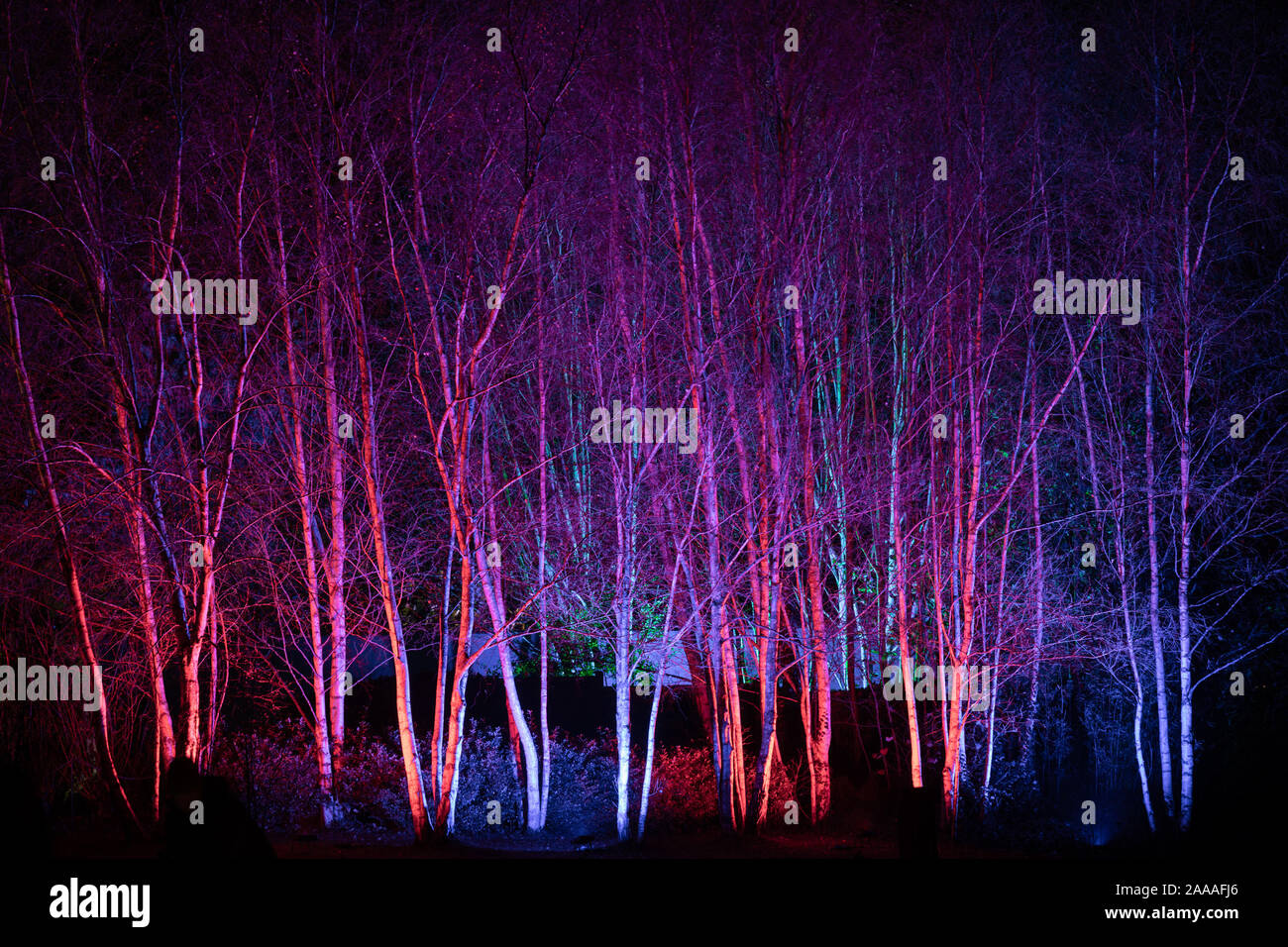 News : RHS Gardens Glow Harlow Carr 2019 Événement, Harrogate, Royaume-Uni. 20 novembre, 2019. Nuit du Sentier lumineux aperçu autour du jardin, les faits saillants, Harrogate, North Yorkshire, UK. Événement ouvre au public le 21 novembre 2019. Credit : pris la photographie lumière/Alamy Live News. Banque D'Images