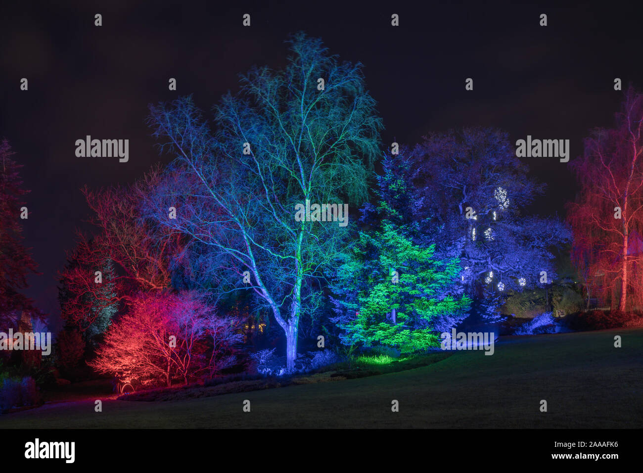 News : RHS Gardens Glow Harlow Carr 2019 Événement, Harrogate, Royaume-Uni. 20 novembre, 2019. Nuit du Sentier lumineux aperçu autour du jardin, les faits saillants, Harrogate, North Yorkshire, UK. Événement ouvre au public le 21 novembre 2019. Credit : pris la photographie lumière/Alamy Live News. Banque D'Images