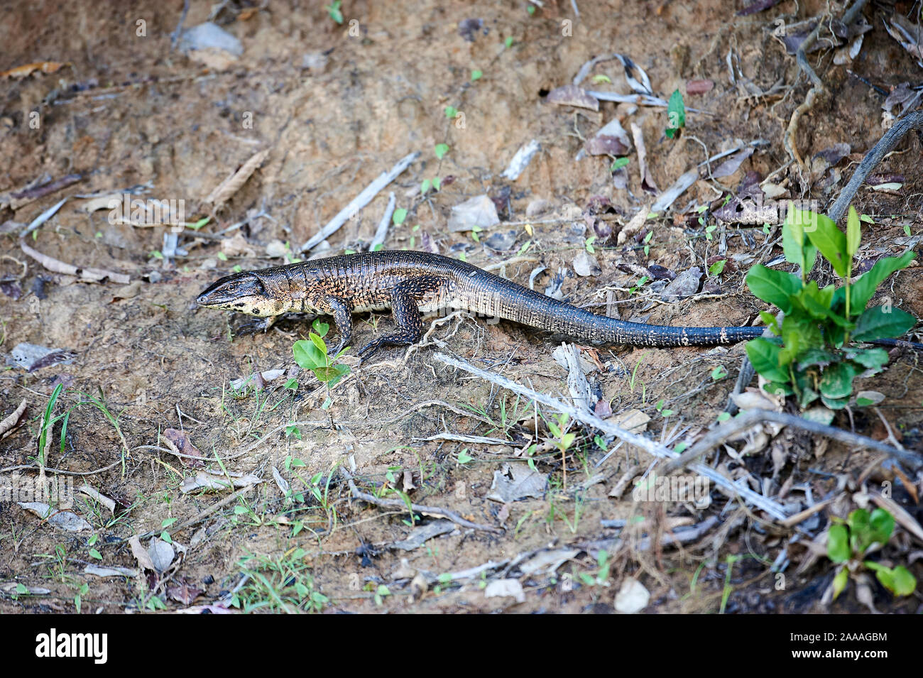 Lézard caiman (Dracaena) paraguayebsis, Araras Lodge, Mato Grosso, Brésil Banque D'Images