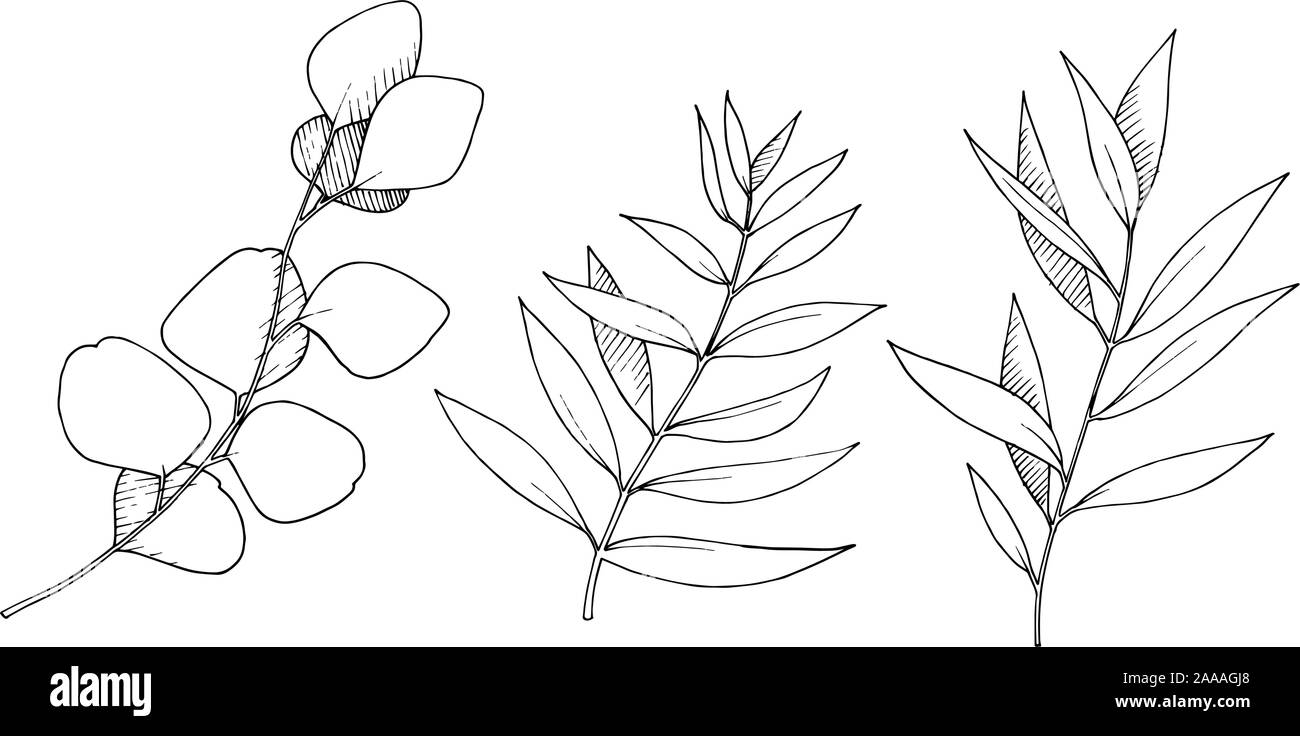 Les feuilles d'Eucalyptus vecteur direction générale. Noir et blanc Encre gravée branches isolées art illustration élément. Illustration de Vecteur
