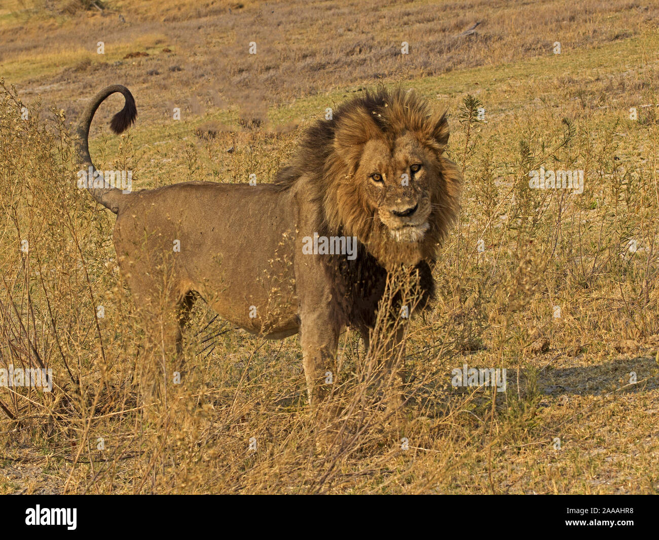 Homme Lion debout Banque D'Images