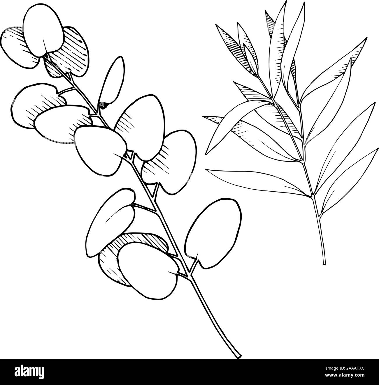 Les feuilles d'Eucalyptus vecteur direction générale. Noir et blanc Encre gravée branches isolées art illustration élément. Illustration de Vecteur
