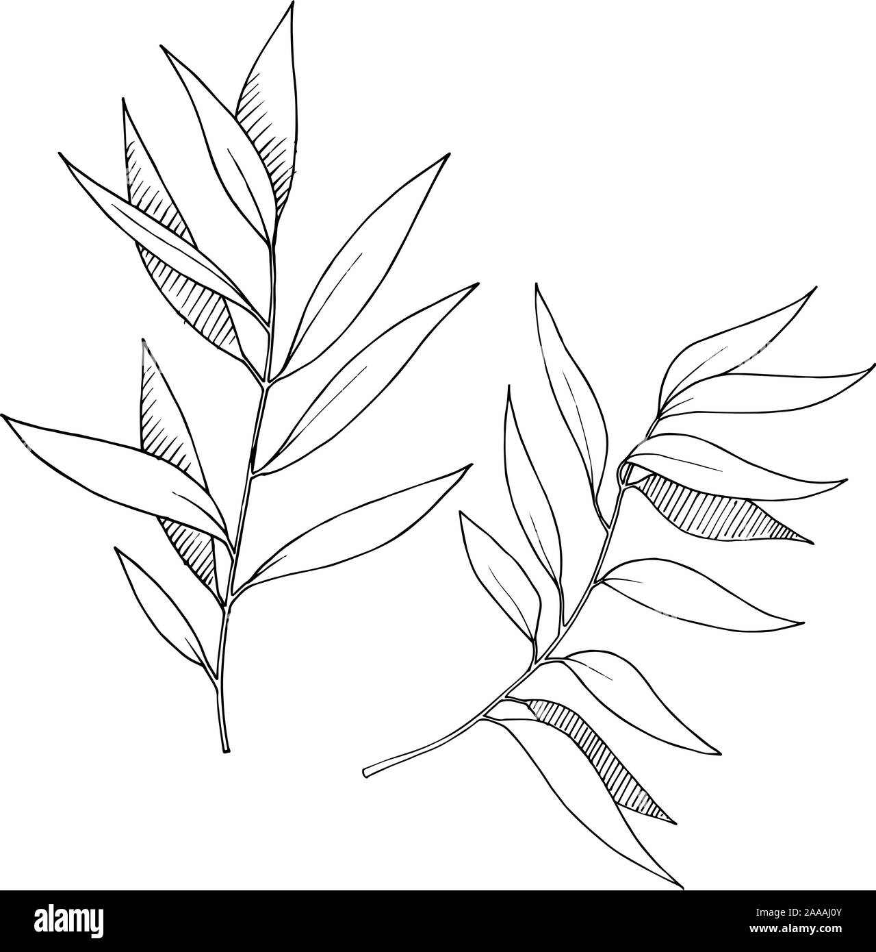 Les feuilles d'Eucalyptus vecteur direction générale. Noir et blanc Encre gravée branches isolées art illustration élément. Illustration de Vecteur