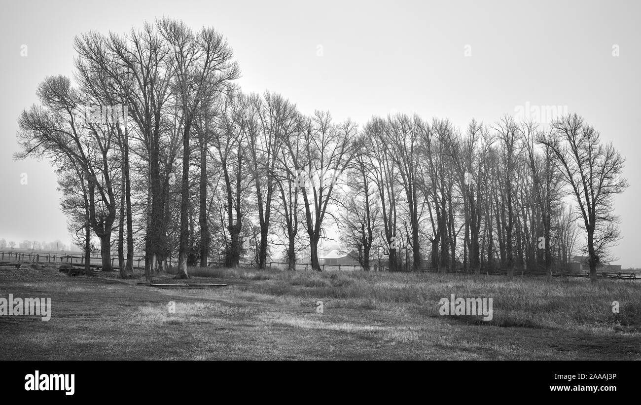 Image noir et blanc d'un paysage rural en jour brumeux, Wyoming, USA. Banque D'Images