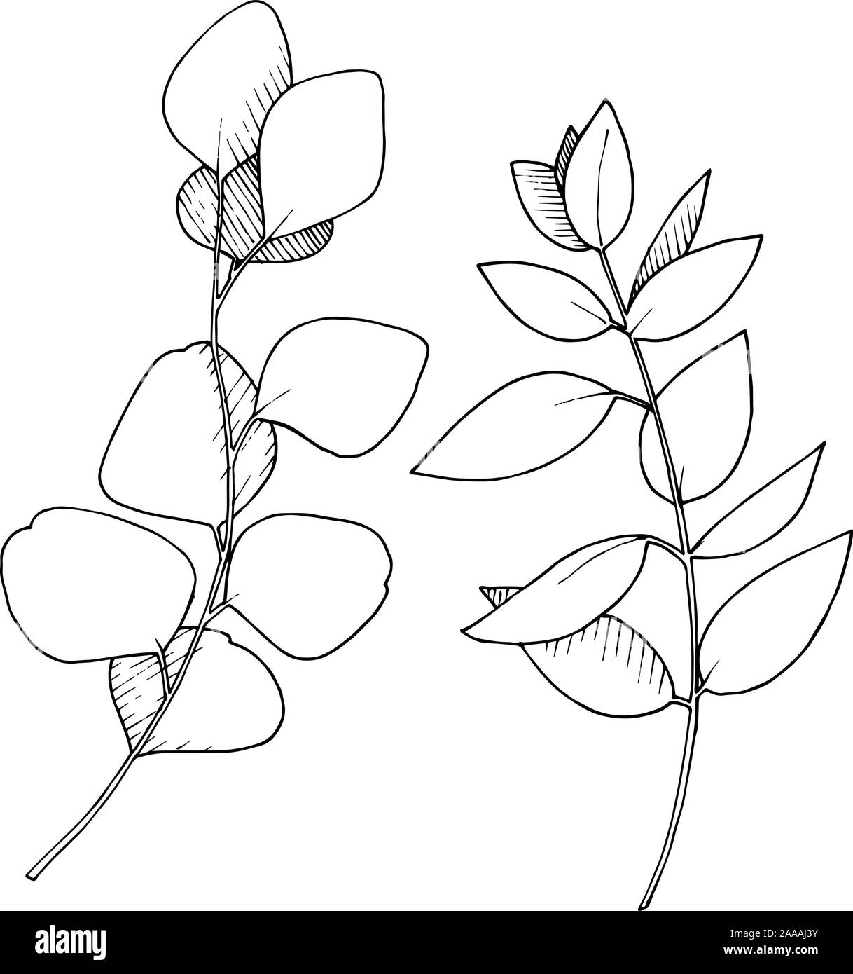 Les feuilles d'Eucalyptus vecteur direction générale. Noir et blanc Encre gravée branches isolées art illustration élément. Illustration de Vecteur