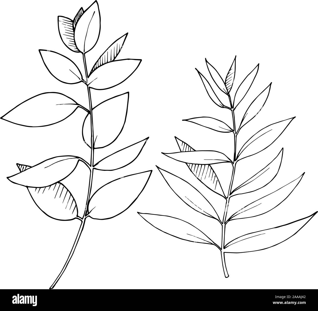 Les feuilles d'Eucalyptus vecteur direction générale. Noir et blanc Encre gravée branches isolées art illustration élément. Illustration de Vecteur