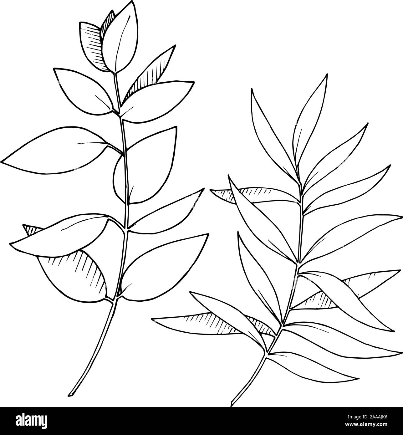 Les feuilles d'Eucalyptus vecteur direction générale. Noir et blanc Encre gravée branches isolées art illustration élément. Illustration de Vecteur