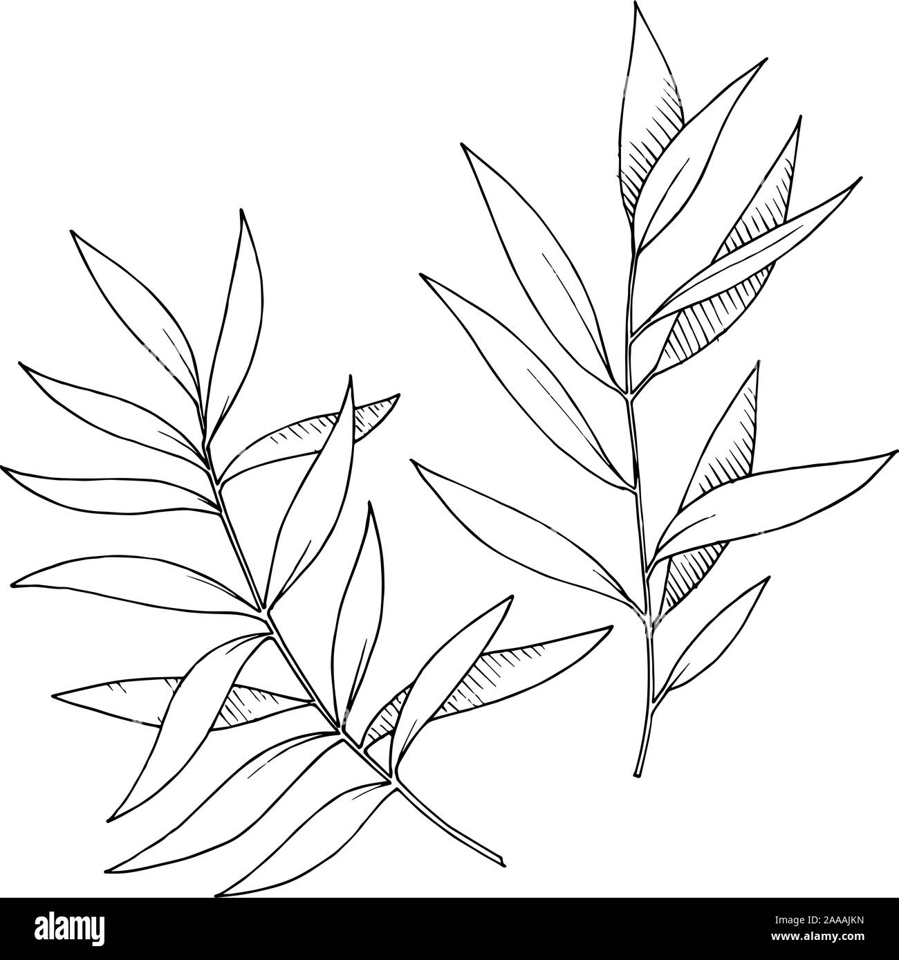 Les feuilles d'Eucalyptus vecteur direction générale. Noir et blanc Encre gravée branches isolées art illustration élément. Illustration de Vecteur