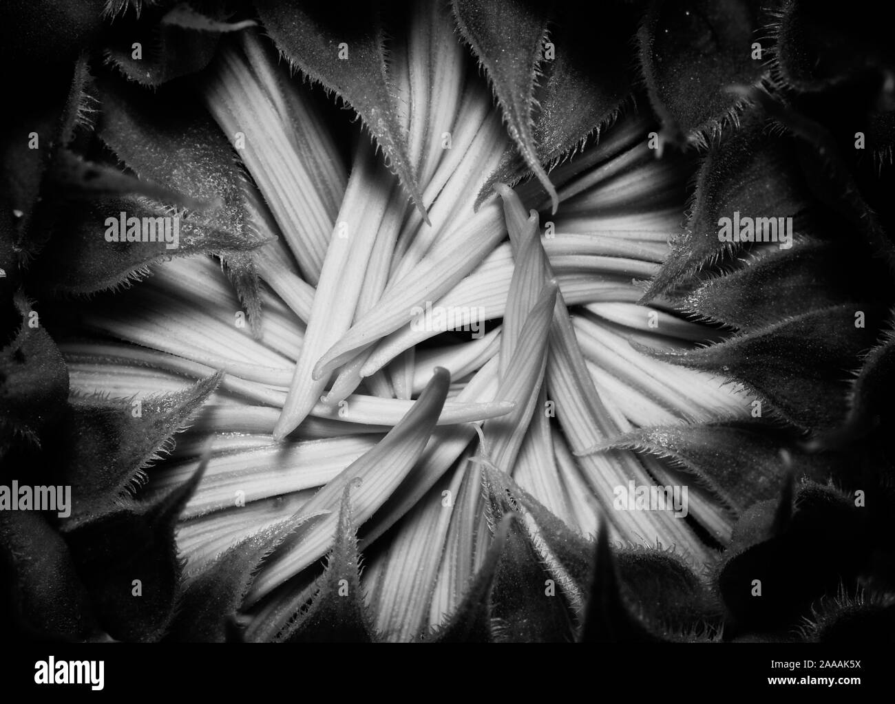 Une fleur de tournesol non ouvert en noir et blanc. Banque D'Images Une fleur de tournesol non ouvert en noir et blanc. Banque D'Images