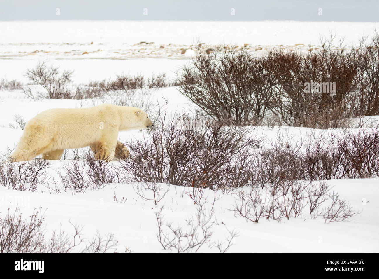 Ours polaire dans la toundra gelée le long de la Baie d'Hudson à Churchill, Manitoba, Canada en hiver. Banque D'Images