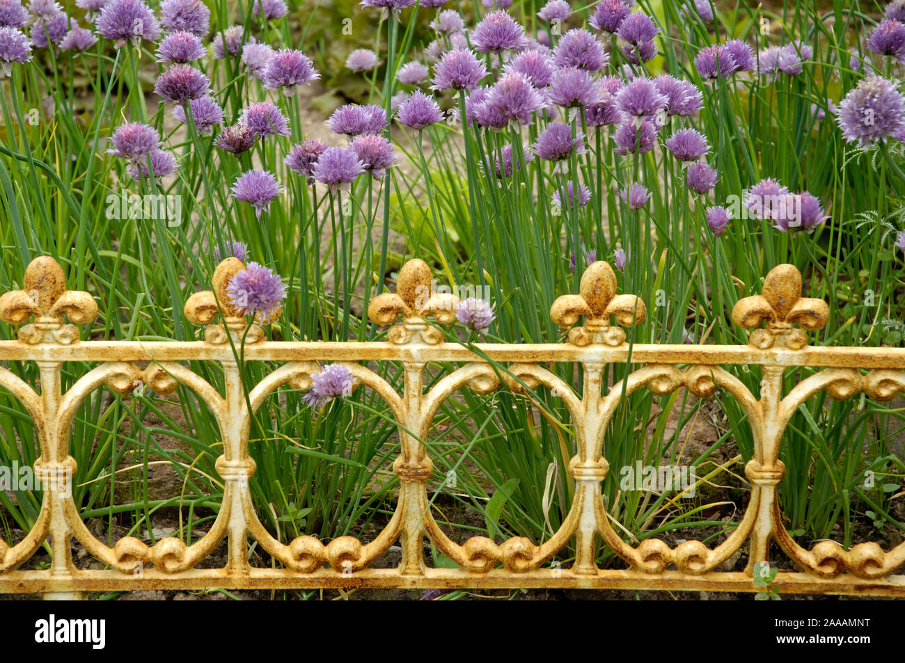 / Ciboulette (Allium schoenoprasum) | Schnittlauch / (Allium schoenoprasum) / Kuechenkraeuter, Kraeuter, Banque D'Images