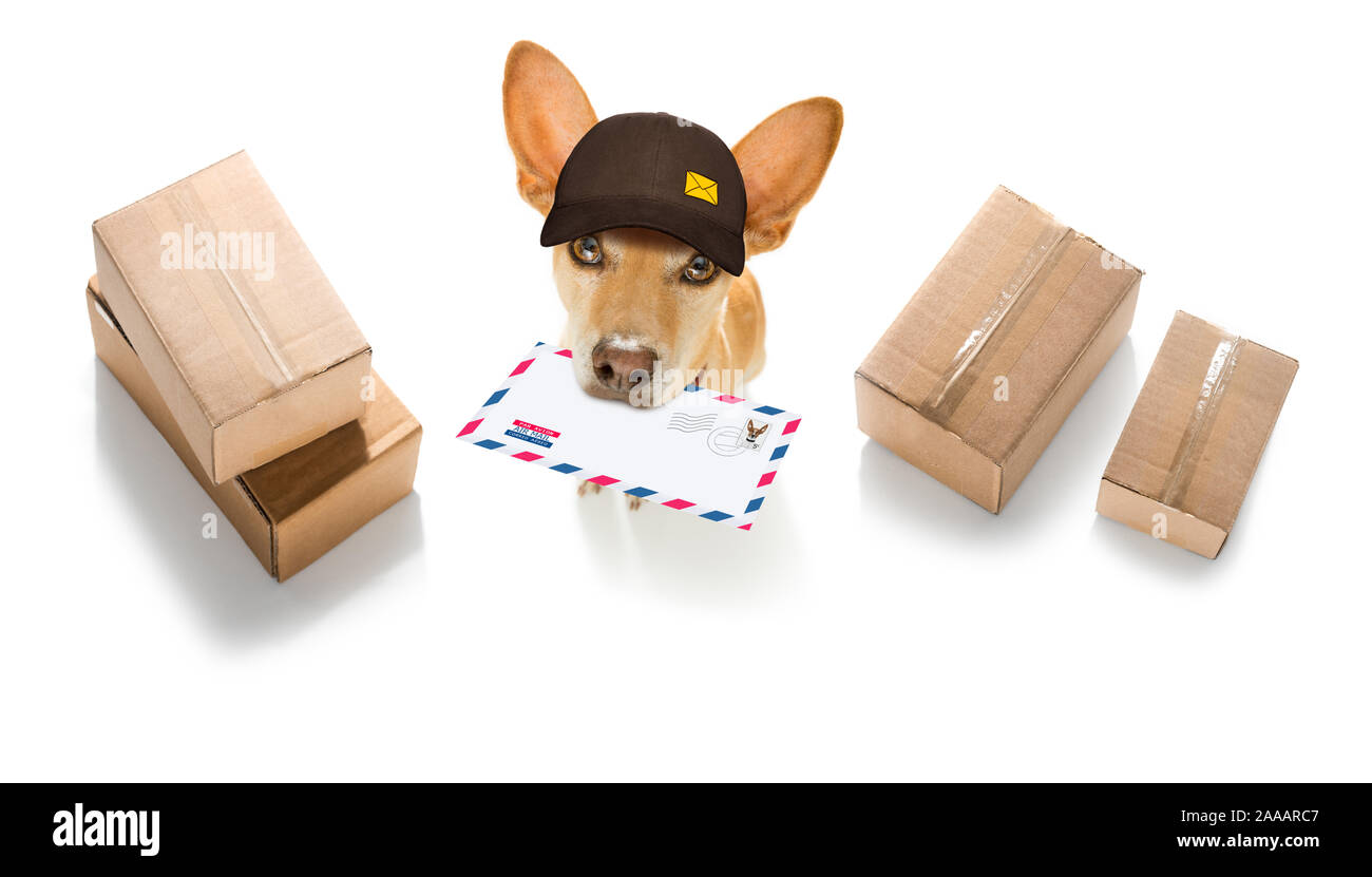 Postman chihuahua dog offrant une grande enveloppe vide blanc vide, avec des boîtes et paquets Banque D'Images