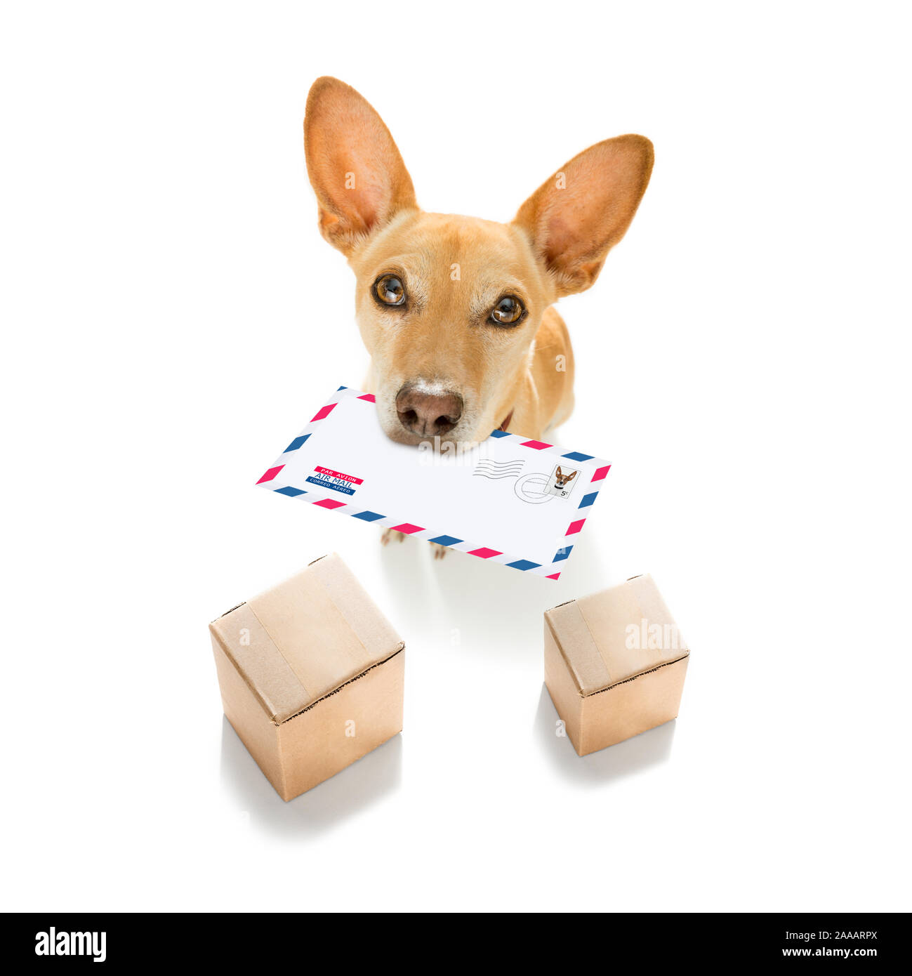 Postman chihuahua dog offrant une grande enveloppe vide blanc vide, avec des boîtes et paquets Banque D'Images