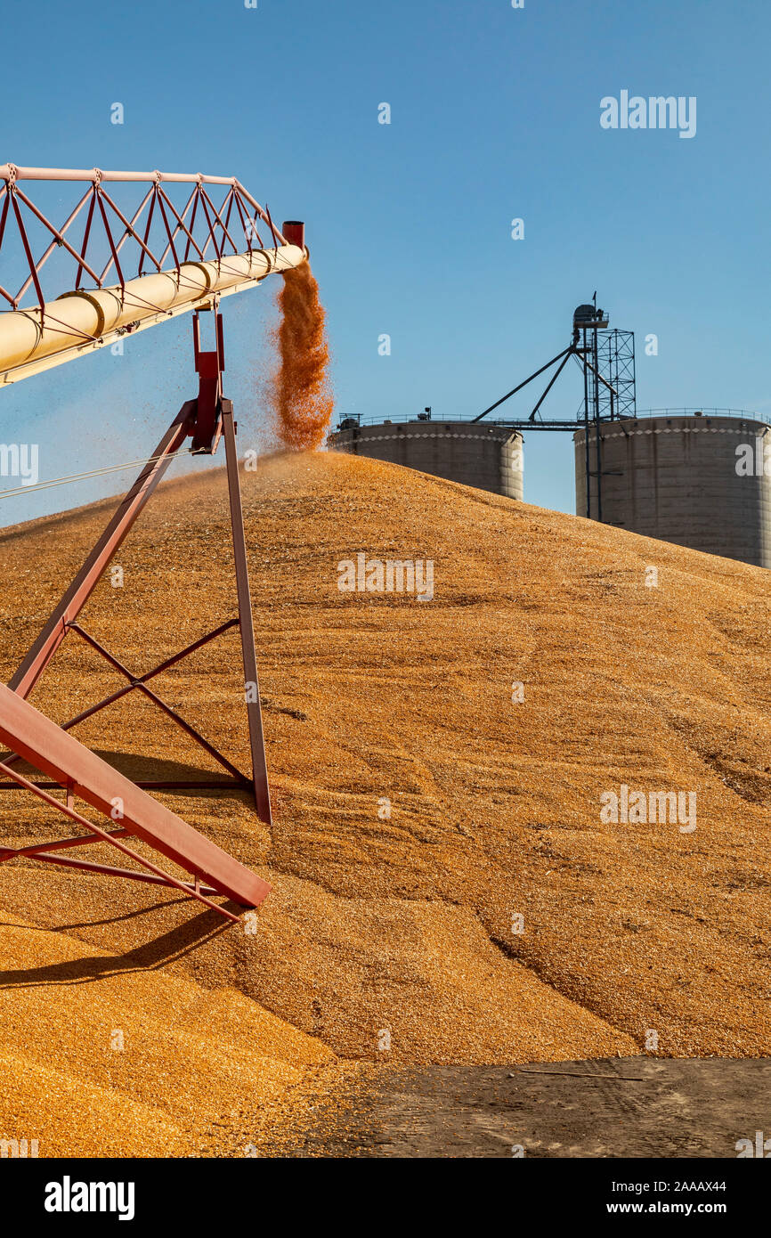 Daykin, Nebraska - Le maïs est stocké temporairement sur le sol à l'extérieur d'un élévateur à grain. Banque D'Images