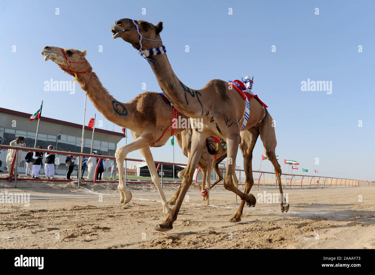Le Gouvernorat d'Al Ahmadi, le Koweït. 20 Nov, 2019. Chameaux avec robot-jockeys sur leur dos en concurrence au cours de la sixième tournoi de courses de chameaux dans le gouvernorat d'Al Ahmadi, le Koweït, le 20 novembre, 2019. Credit : Ghazy Qaffaf/Xinhua/Alamy Live News Banque D'Images