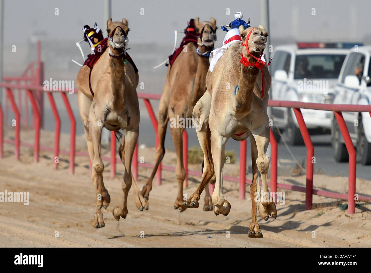 Le Gouvernorat d'Al Ahmadi, le Koweït. 20 Nov, 2019. Chameaux avec robot-jockeys sur leur dos en concurrence au cours de la sixième tournoi de courses de chameaux dans le gouvernorat d'Al Ahmadi, le Koweït, le 20 novembre, 2019. Credit : Ghazy Qaffaf/Xinhua/Alamy Live News Banque D'Images