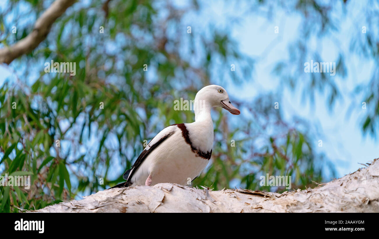 Radjah Shelducks australienne, communément connu sous le nom de canards de Burdekin, assis sur une branche d'arbre Banque D'Images