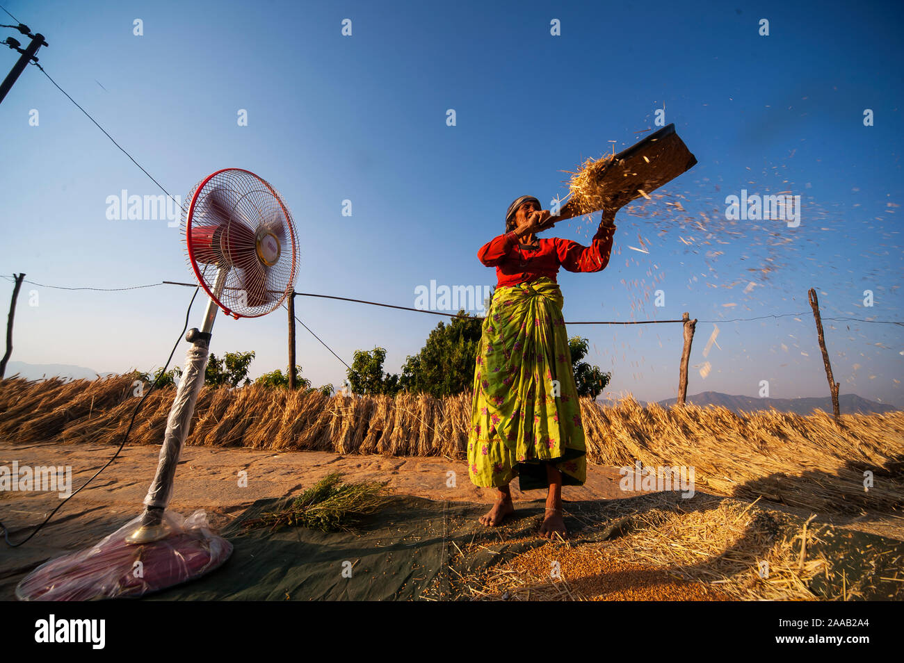 Vieille Femme indienne travaillant sur le terrain, Kala Agar, village collines Kumaon, Uttarakhand, Inde Banque D'Images