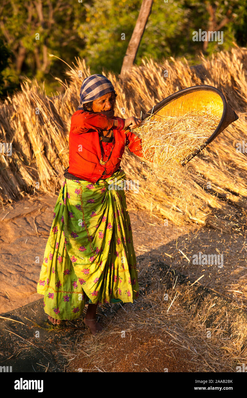Vieille Femme indienne travaillant sur le terrain, Kala Agar, village collines Kumaon, Uttarakhand, Inde Banque D'Images