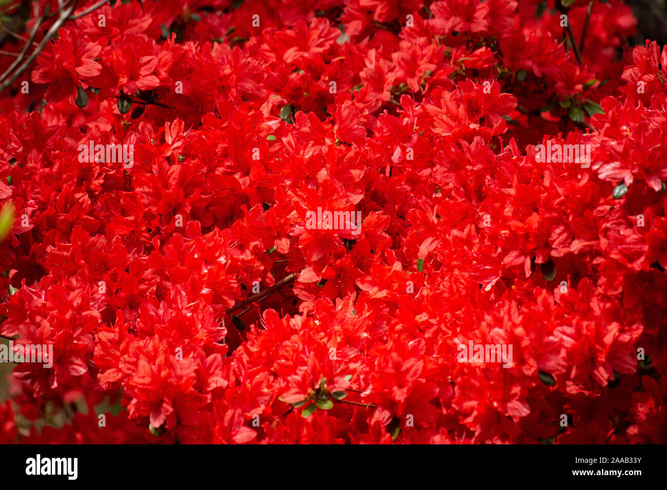 Azalea plante couverte de fleurs rouge vif comme idéal fleurs floral background Banque D'Images