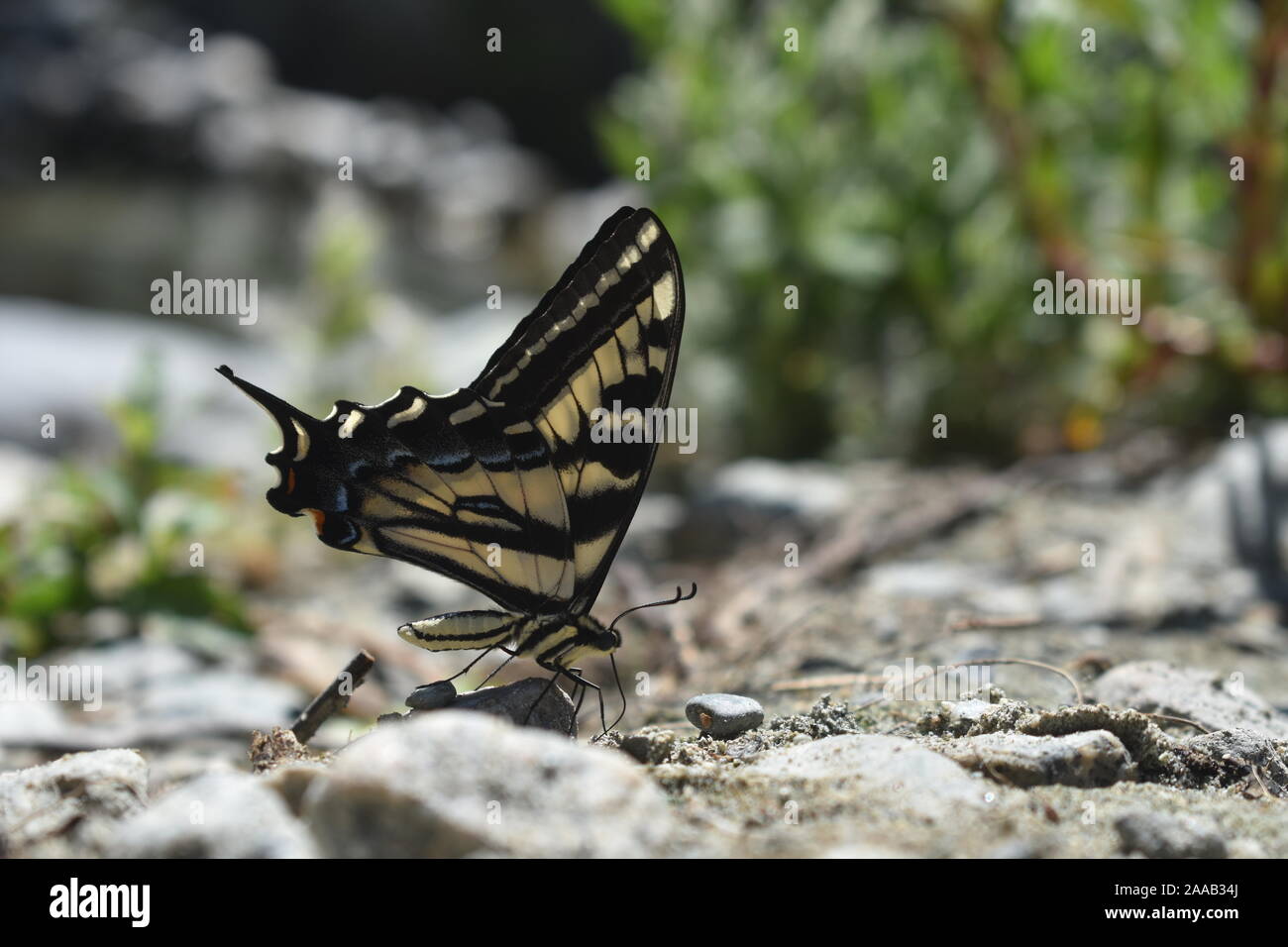 Tiger Swallowtail Butterfly, en Amérique du Nord Banque D'Images