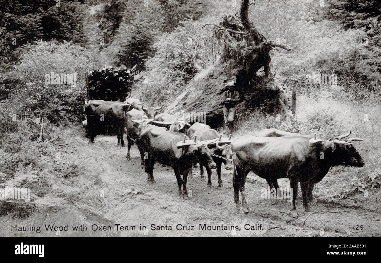 Rental Wood Oxen Team, Santa Cruz Mountains California USA, ancienne carte postale Banque D'Images
