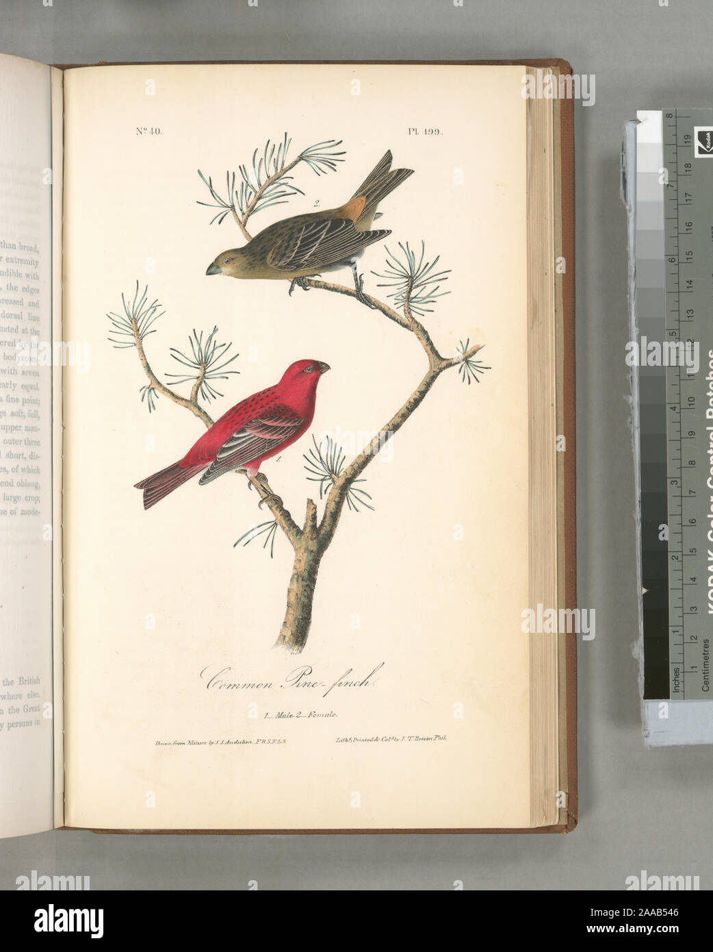 Durbec [Description]. Corythus Enucleator. [Misbound plaques : Pl. Suit 199 Pl. 200] ; pin commun-Finch. 1. Des hommes. 2. Des femmes. Banque D'Images