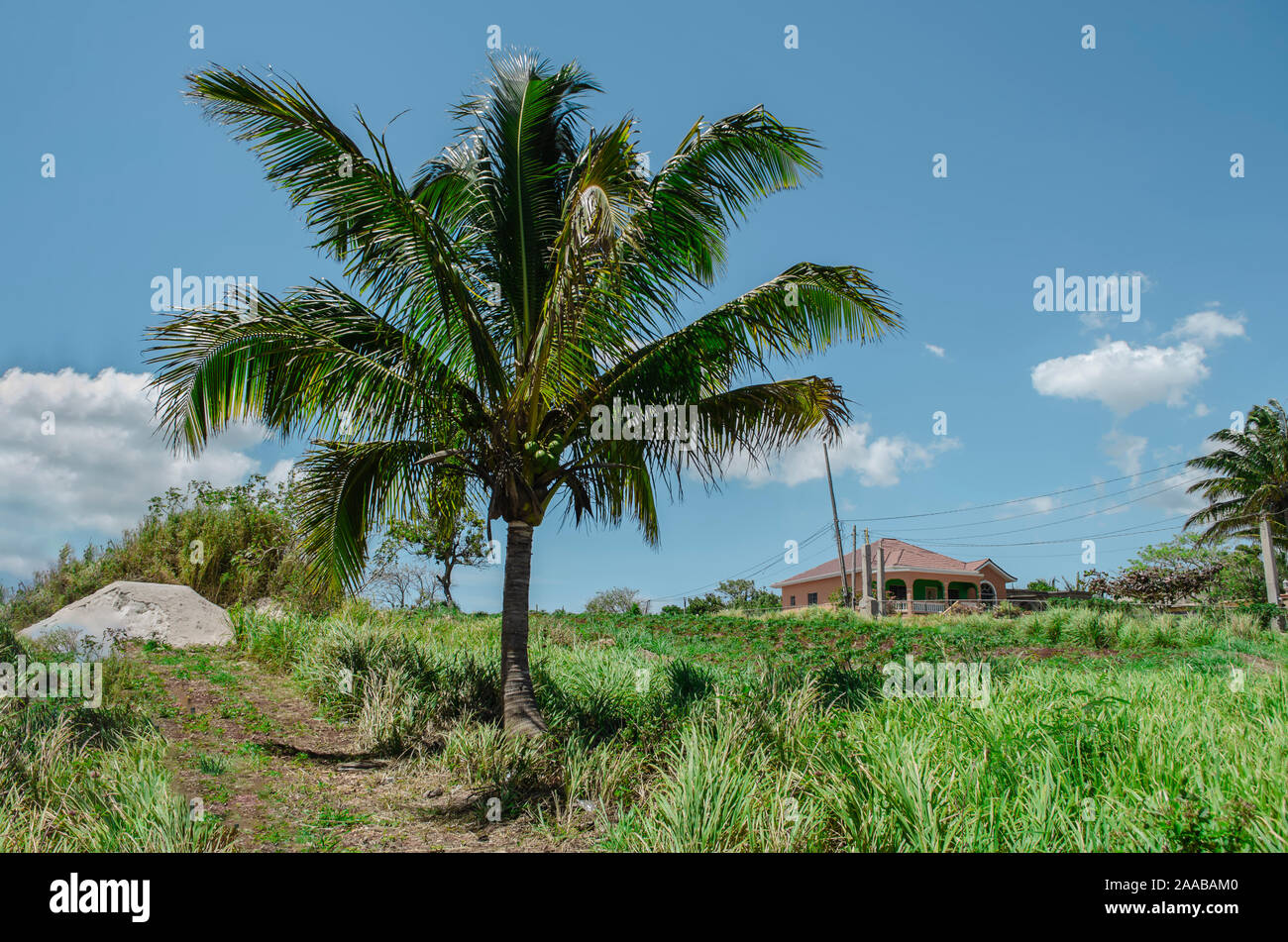 Petit arbre de palmiers à noix de coco sur un paysage vert Banque D'Images