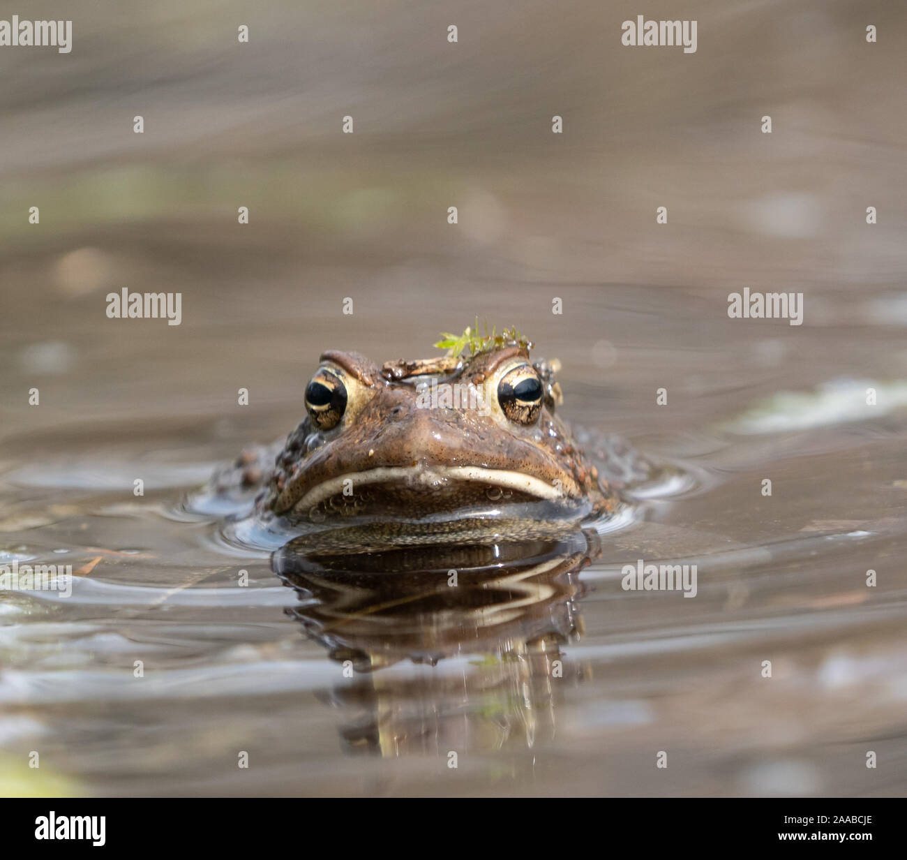 Close-up of American toad nager dans l'étang, les chaudes journée de printemps, avec drôle feuille sur la tête. Banque D'Images