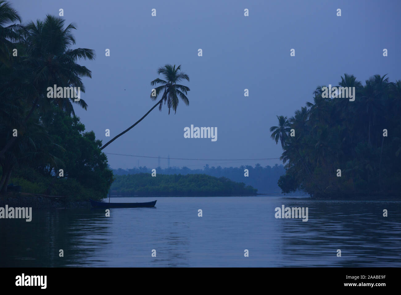Un cocotier a augmenté presque horizontalement - photographiés dans un îlot de la rivière Suvarna (Karnataka, Inde) Banque D'Images