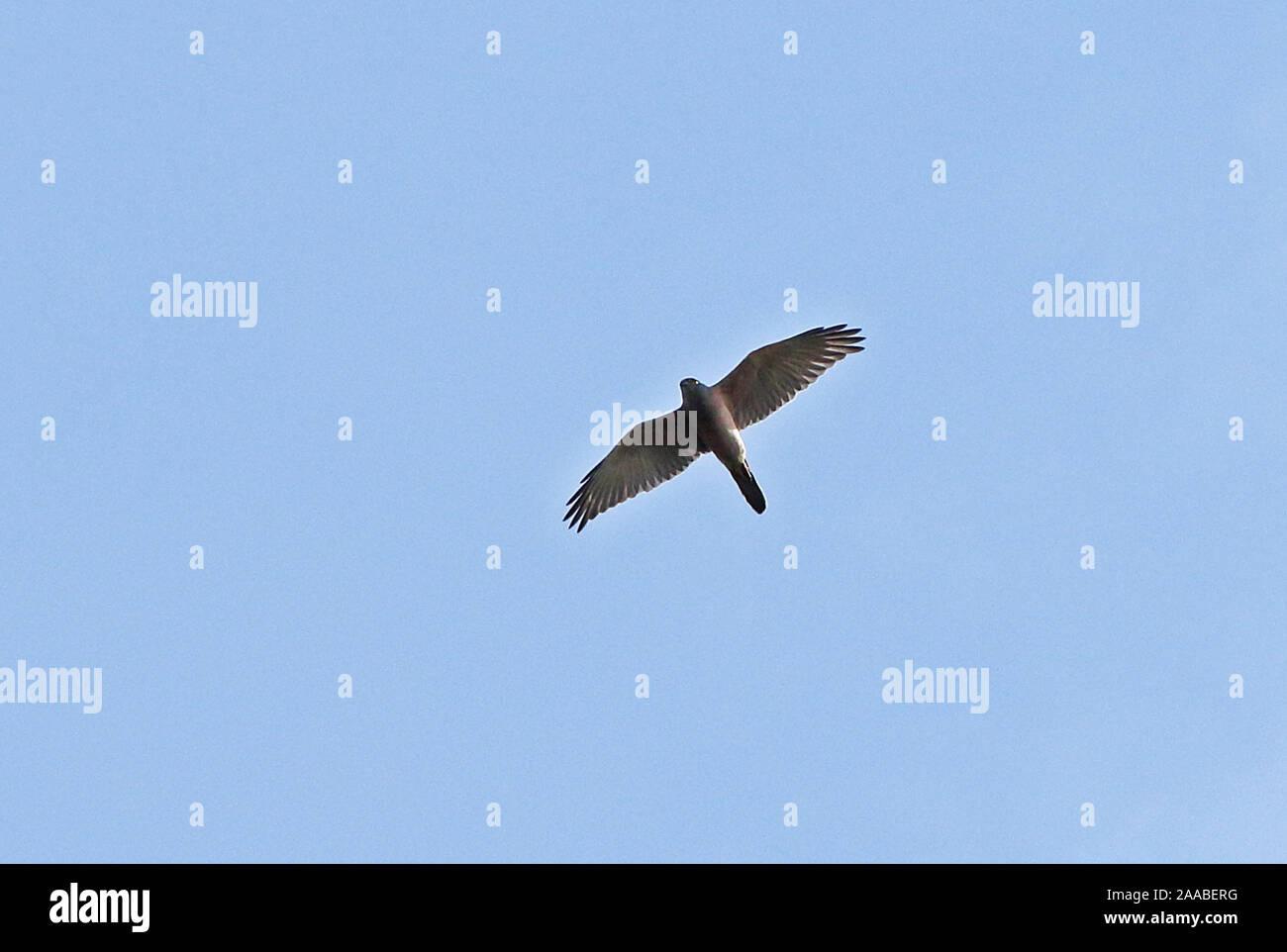 Brown Autour des palombes (Accipiter fasciatus) polycryptus des profils en vol Mount Hagen, la Papouasie-Nouvelle-Guinée Juillet Banque D'Images