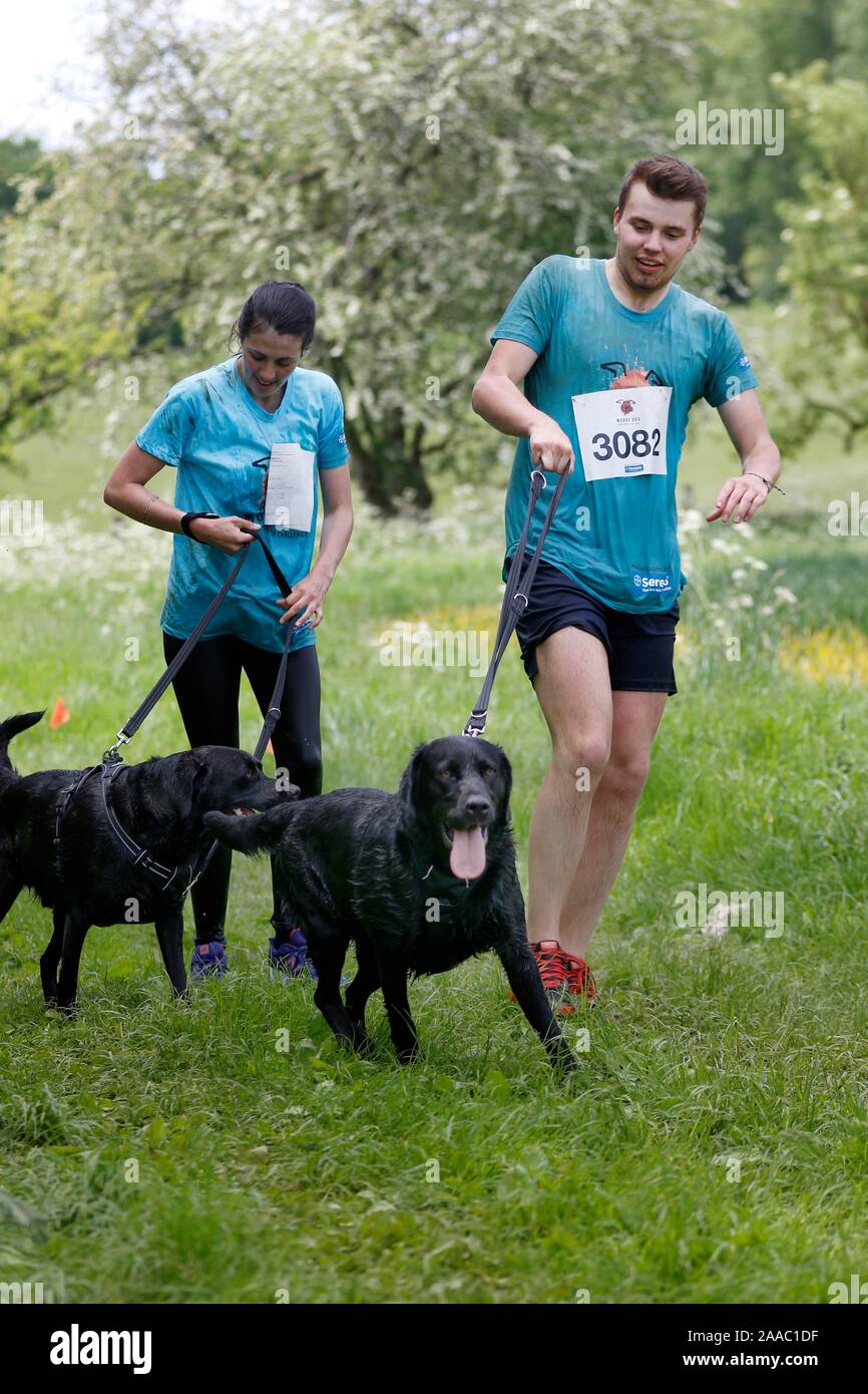 Les chiens et leurs propriétaires participant à la chien boueux, défi s'attaquer à une course d'obstacles tout en le faisant, toutes les passerelles de l'aide de Battersea Dogs Home, à S Banque D'Images