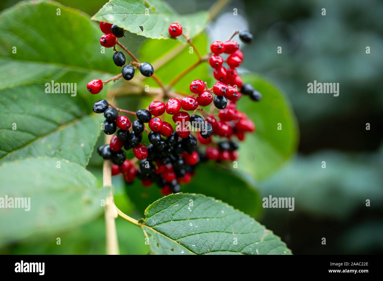 Les petits fruits rouge-noir Wayfaring Tree - Viburnum lantana, plante de jardin, décoration d'automne Banque D'Images