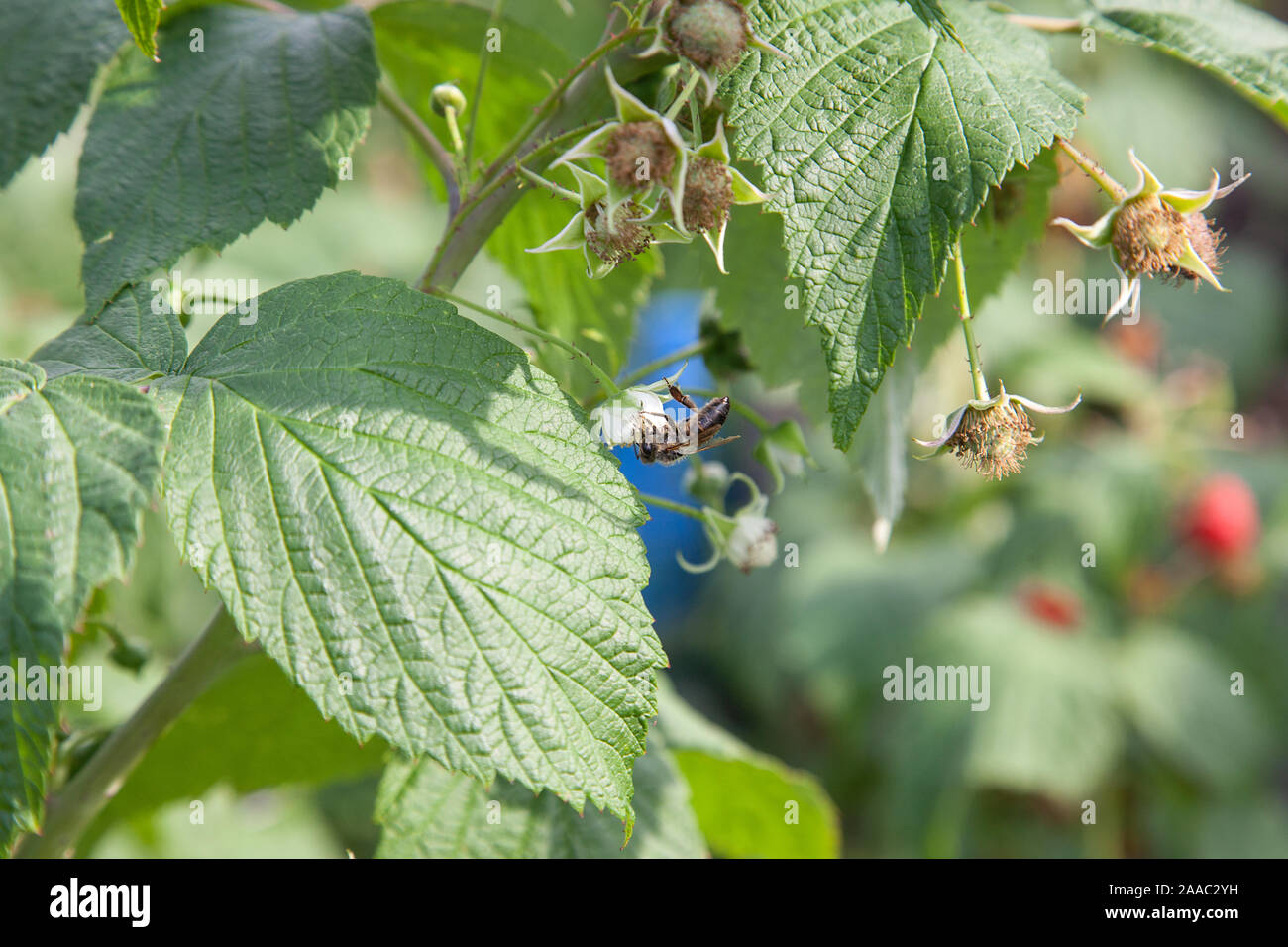 Beaucoup de framboises mûres rouges et les groupes de travail sur l'abeille fleur framboise sur un buisson. Close up de fruits frais biologiques avec des feuilles vertes sur la framboise ca Banque D'Images