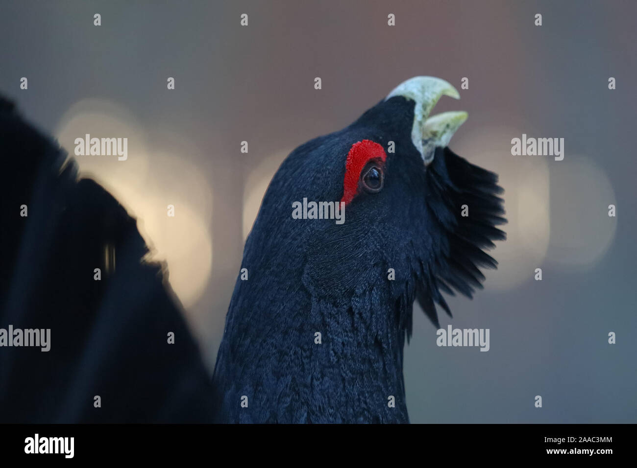 Capercaillie (Tetrao urogallus) dans la forêt de pins, Europe Banque D'Images