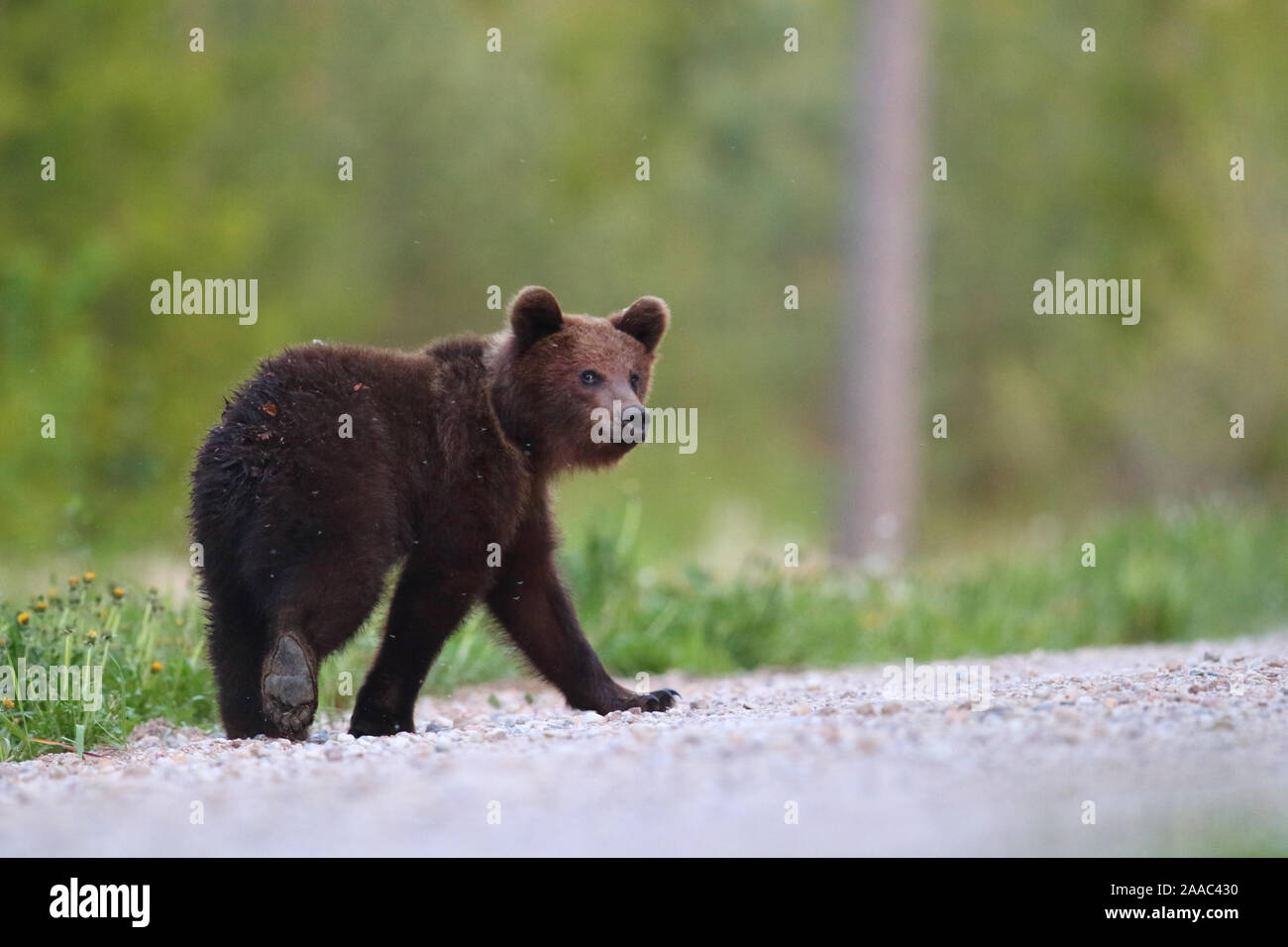 Les jeunes ours brun (Ursus arctos) marcher sur la route dans la forêt. Alutaguse, Estonie Banque D'Images