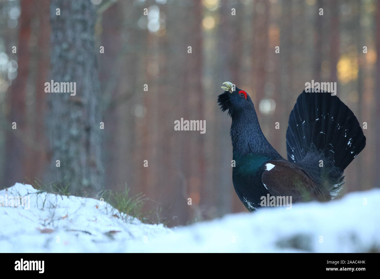 Mâle Western capercaillie (Tetrao urogallus) dans la forêt de pins, Tartumaa, sud de l'Estonie Banque D'Images