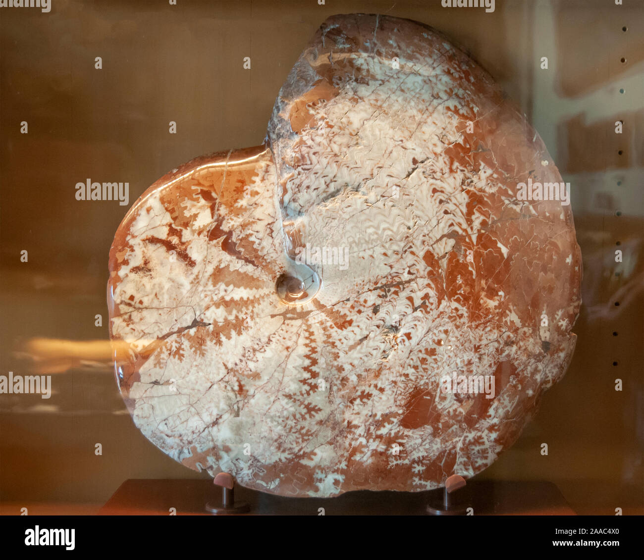 Pinacoceras metternichi (Ammonit) combustibles. Les ammonites ont disparu des invertébrés marins. Ils ont d'abord paru dans le Silurien supérieur au Dévonien précoce perio Banque D'Images