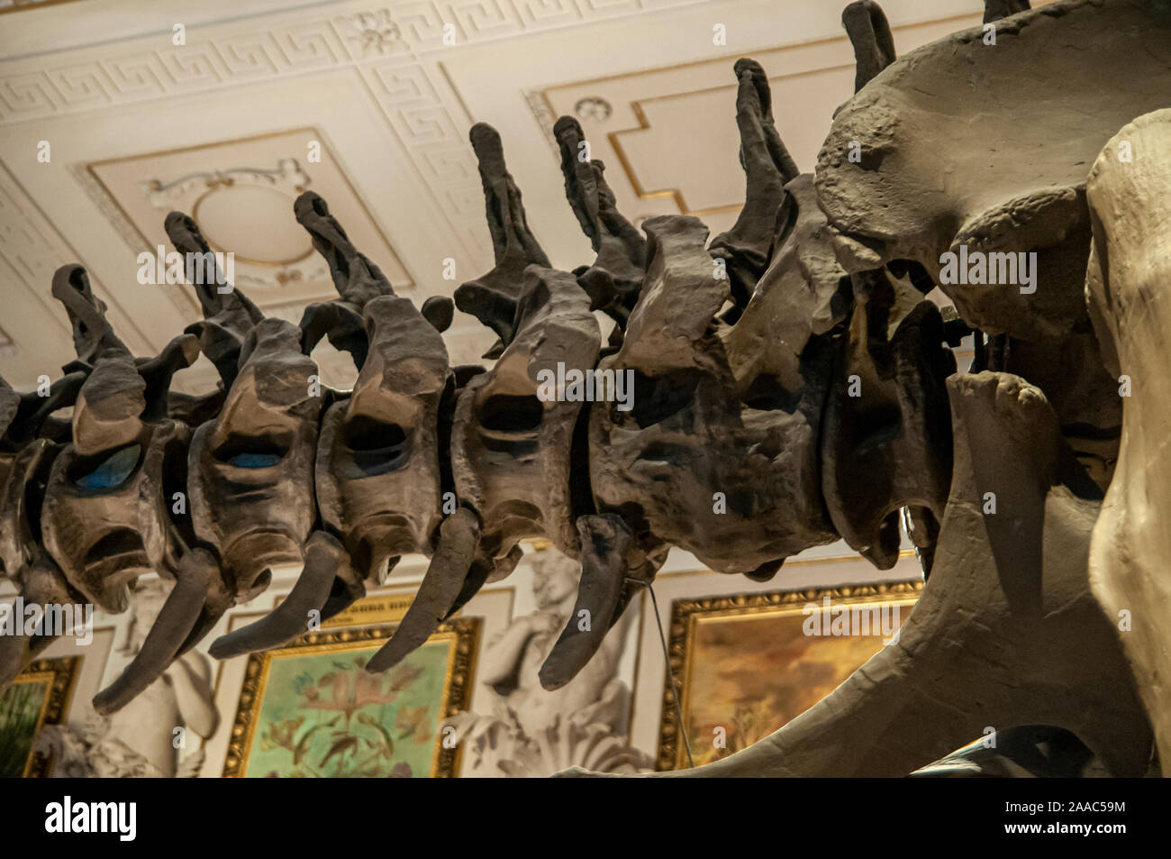 Squelette d'un Allosaurus fragilis. Allosaurs ont été de grands reptiles carnivores qui vivait pendant le jurassique (155 à 145 millions d'années Banque D'Images