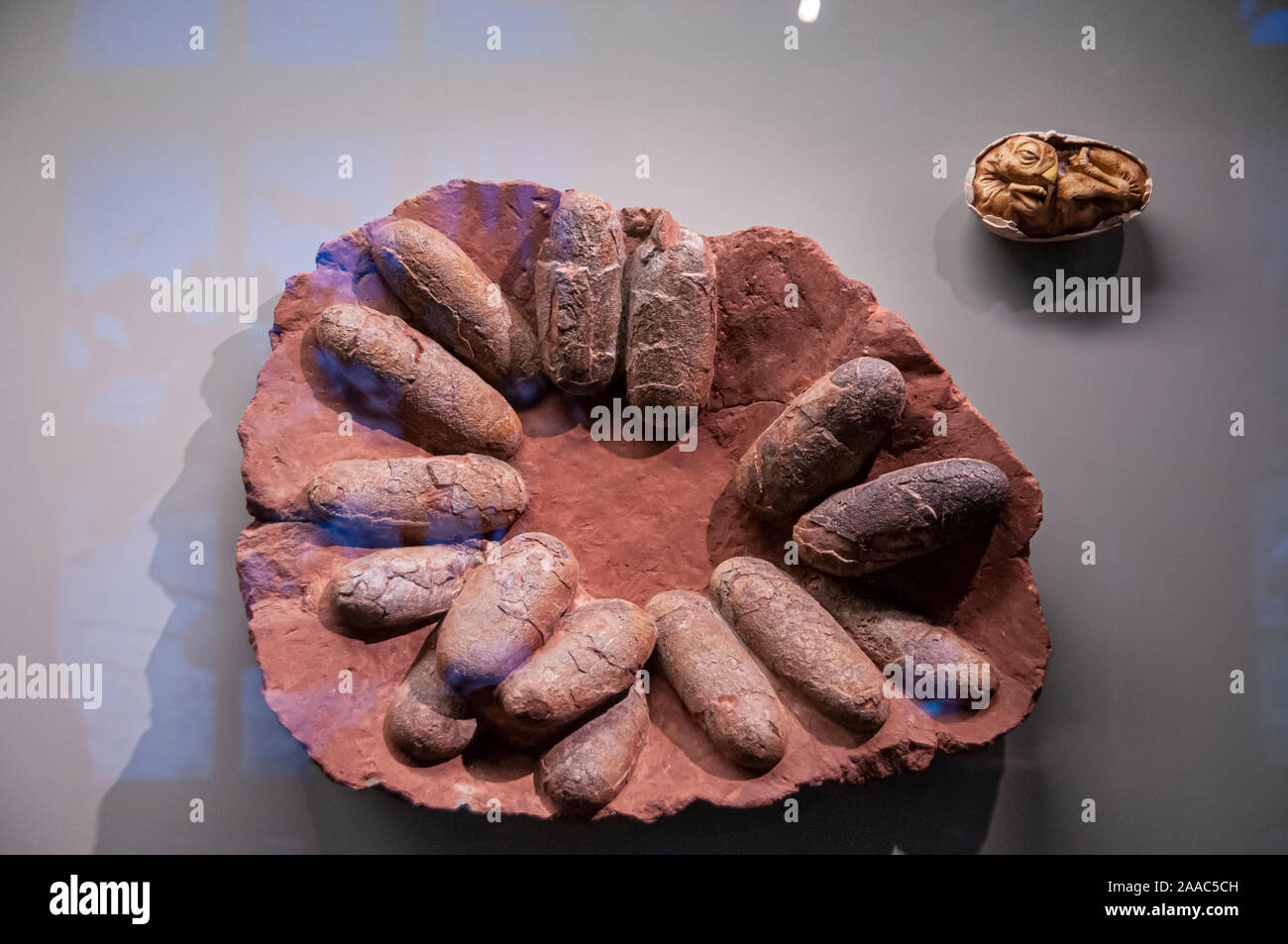 Oeufs de dinosaures fossilisés et nicher. De l'embrayage Oviraptor fossilisés sp. oeufs de dinosaures datant de 72 millions d'années, pendant la fin du Crétacé pe Banque D'Images